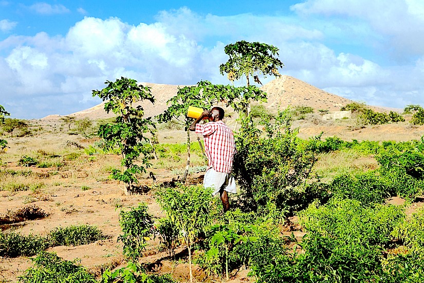 Harvest concerns in parts of Somaliland